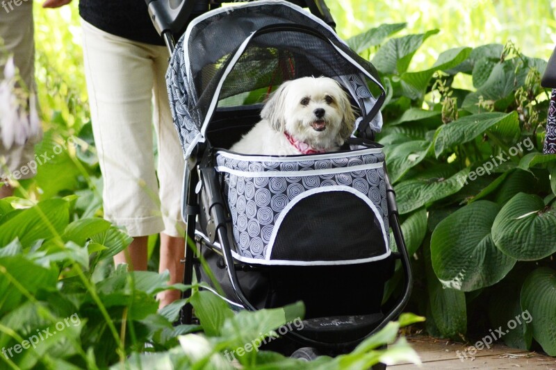 Pooch Carriage Dog Domestic Green Pet