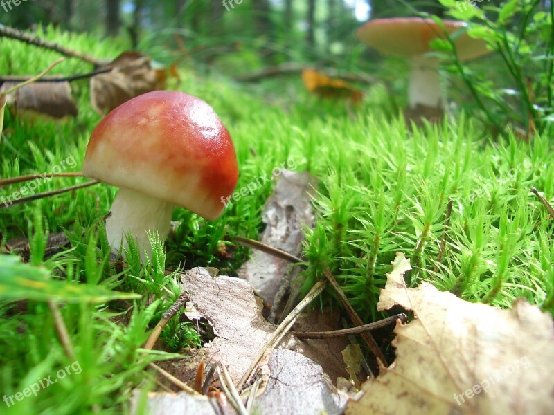 Mushroom Forest Mushroom Russula Forest Moss