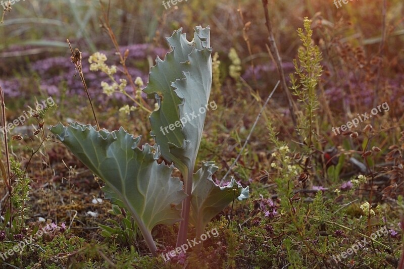 Crambe Maritima Sea Kale Flora Plants Coastal