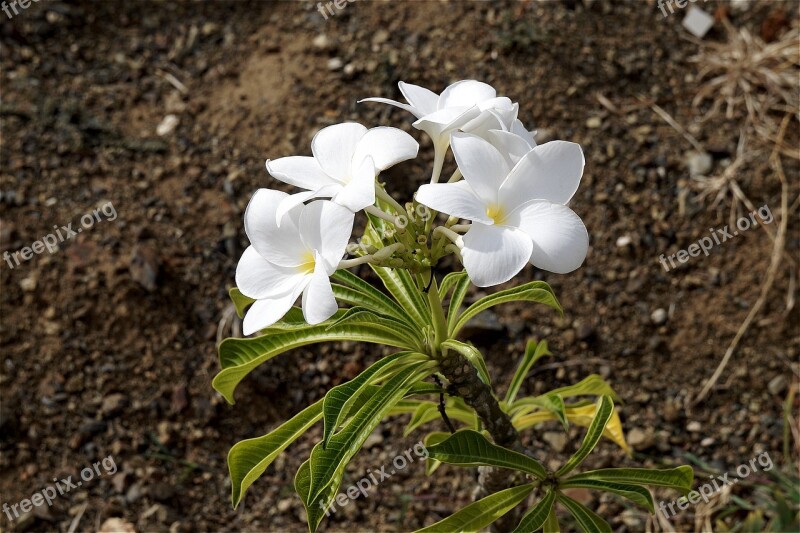 Plumeria White Flowers Spring Snowdrop Garden