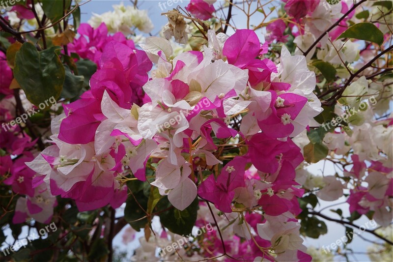 Bougainvillea Flowers White White Flower Nature