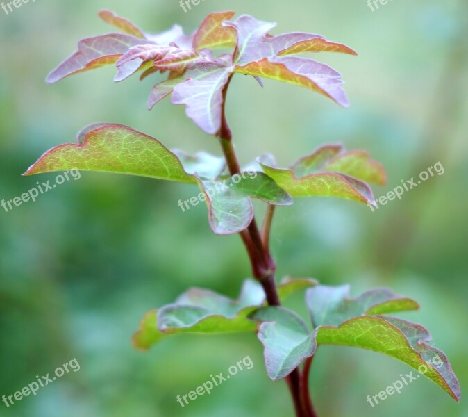 Field Maple Bush Tree Shrubs Garden