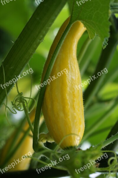 Pumpkin Gourd Yellow Garden Close Up