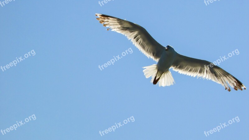 Seagull Sea Bird White Looking Shadow