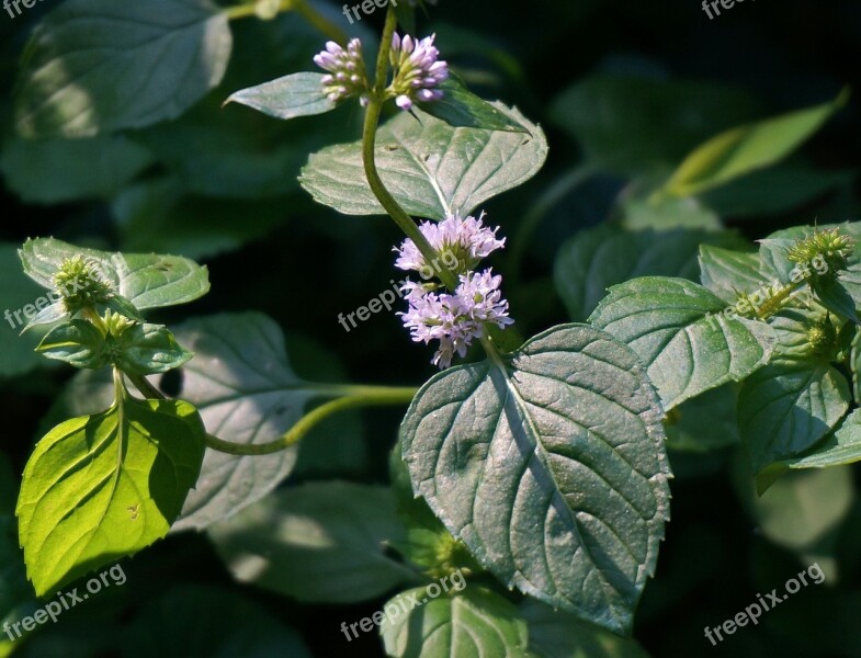 Mint Flower Purple Flower Blossom Bloom