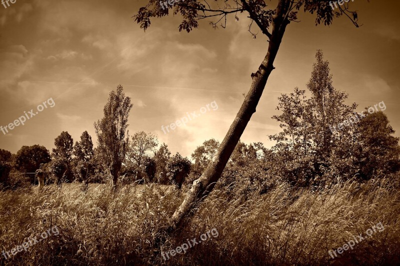 Tree Lonely Tree Field Grass Landscape