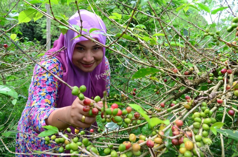 Picking Coffee Beans Woman Coffee Green