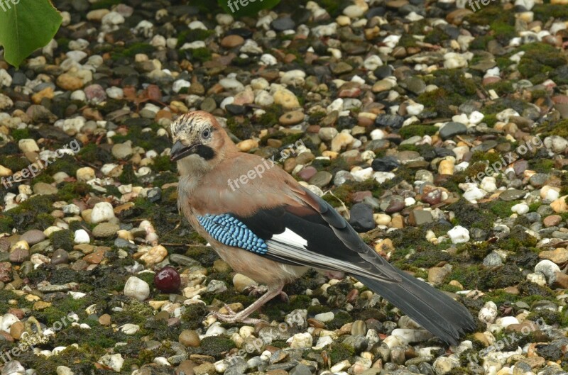 Jay Eurasian Jay Bird Cherry Food