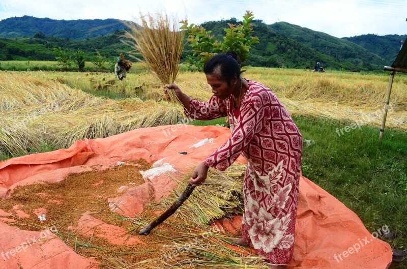 Field Rice Rice People Farmer Farm