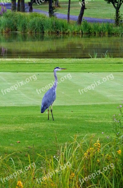 Heron Grey Heron Bird Eastern Animal