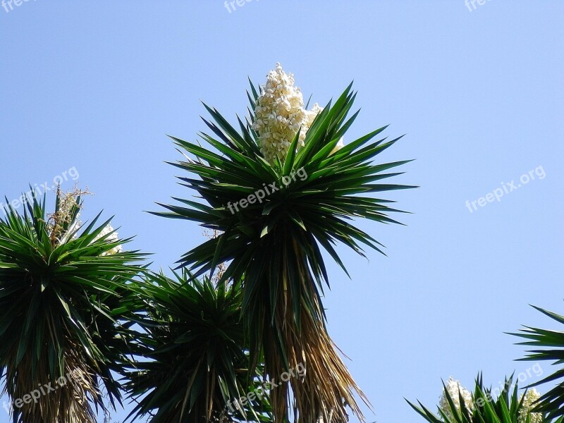 Yucca Flowers White Flowers Spain Free Photos