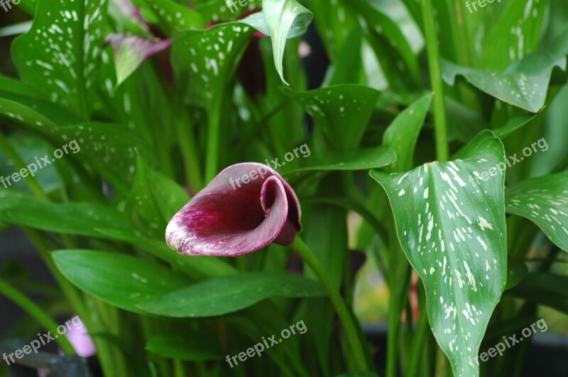 Calla Flowers Garden Bloom Plant