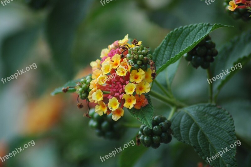 Lantana Garden Flower Blossom Bloom