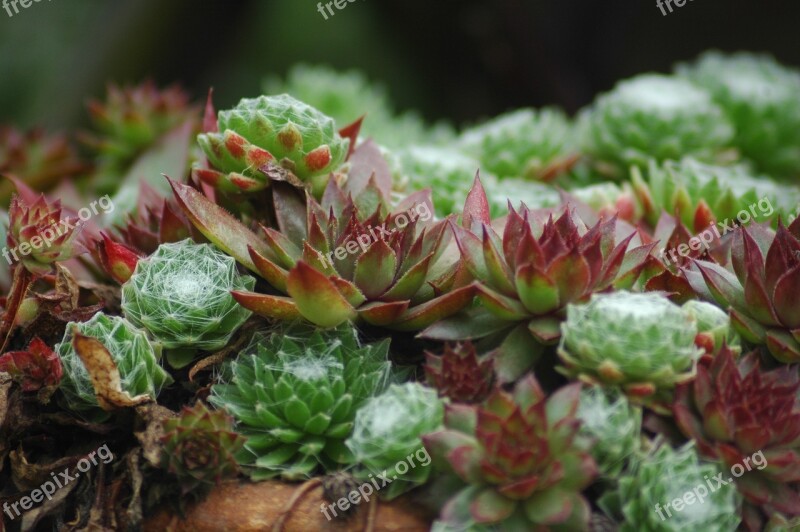 Stone Garden Sempervivum House Wurzen Houseleek Thick Sheet Greenhouse