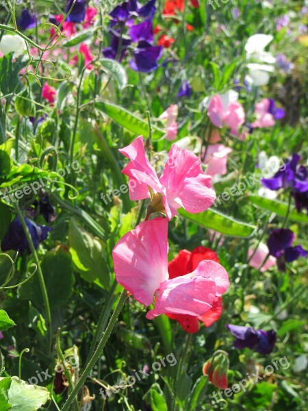 Lathyrus Creeper Plant Nature Flowers