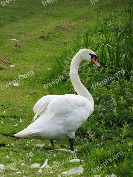 Swan Mute Swan Bird White Head