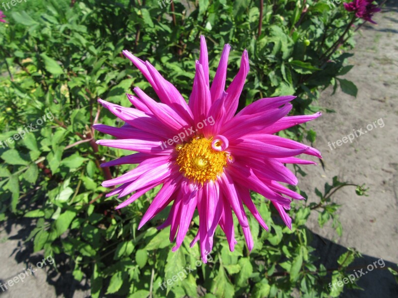 Dahlia Pink Flower Petal Pink Merry