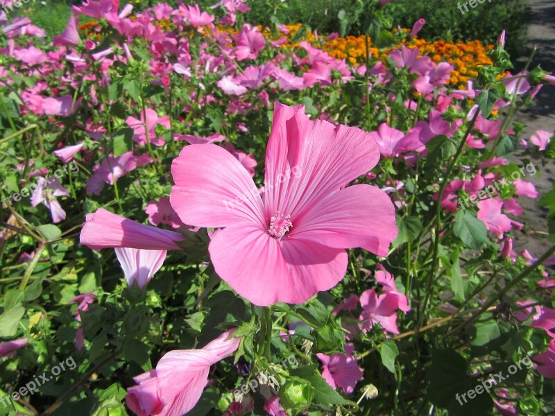 Pink Flower Bloom Flowers Summer Plants