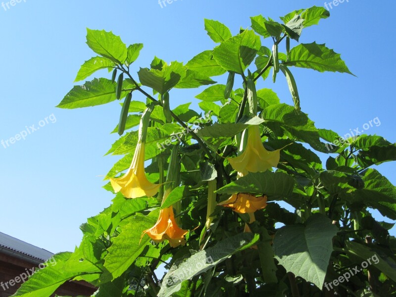 Brugmansia Flowers Nightshade Yellow Flower Bloom