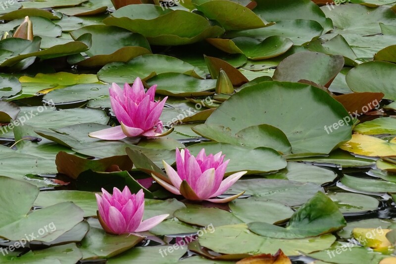 Water Lilies Plant Aquatic Plant Pond Lake