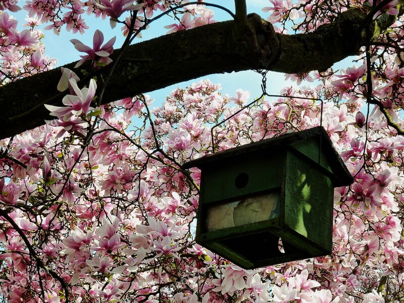 Aviary Magnolia Tree Magnolia Spring Flowers