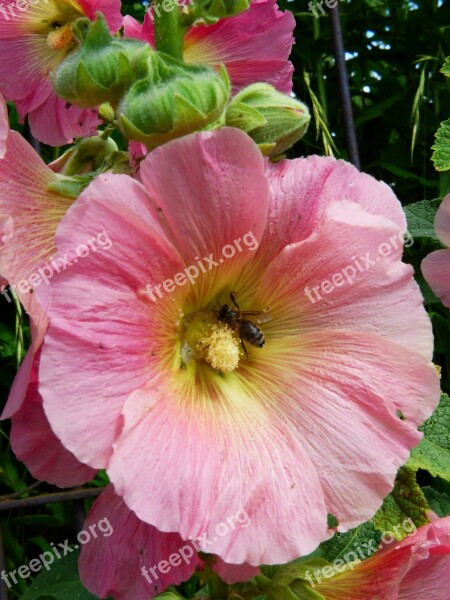 Stock Rose Blossom Bloom Pink Close Up