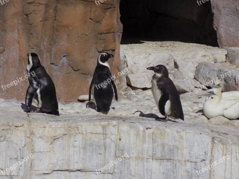 Penguins Samrec Travel Free Photos