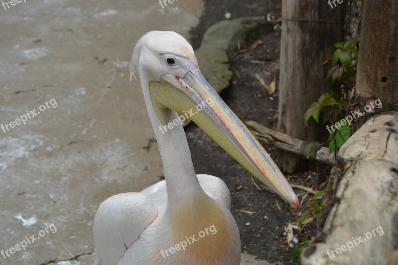 Pelikan Water Bird Bill Bird Free Photos