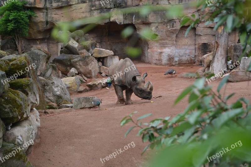 Rhino Horn Pachyderm Big Game Rhinoceros