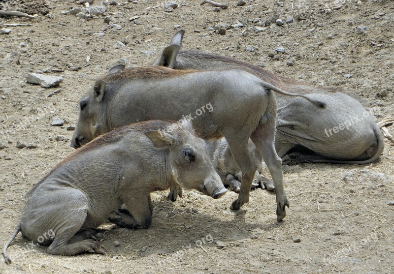 Senegal Warthogs Swine African Pig Animal