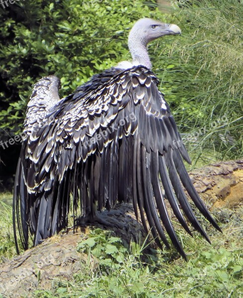 Vulture Gyps Fulvus Bird Prey Scavenger