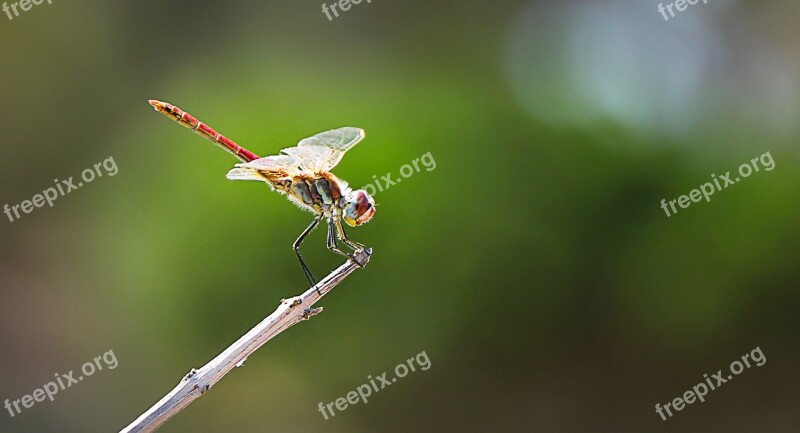 Dragonfly Insect Close Up Wing Retirement Phase