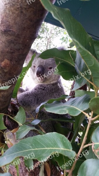 Koala Australia Wildlife Eucalyptus Animal