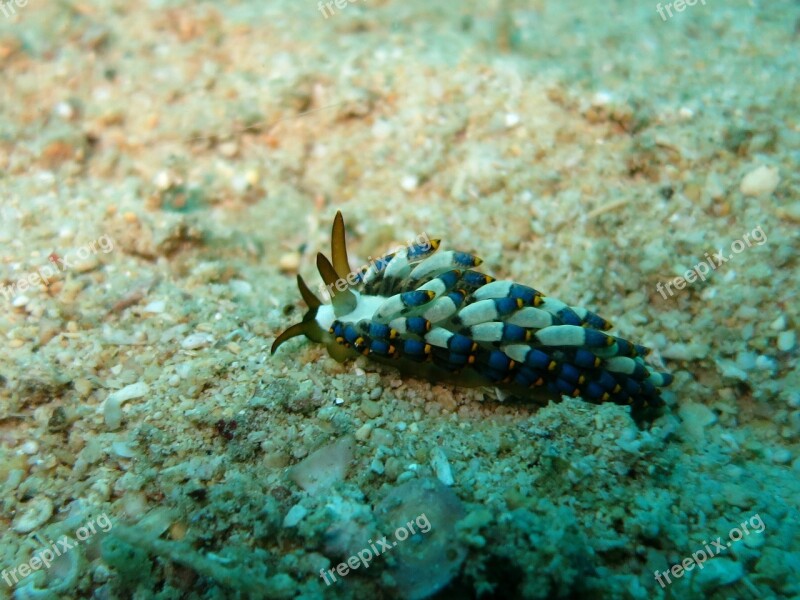 Nudibranch Cuthona Kanga Scuba Diving Underwater