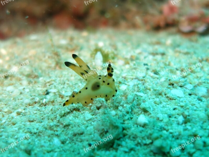 Nudibranch Thecasera Ocean Critter Scuba Diving