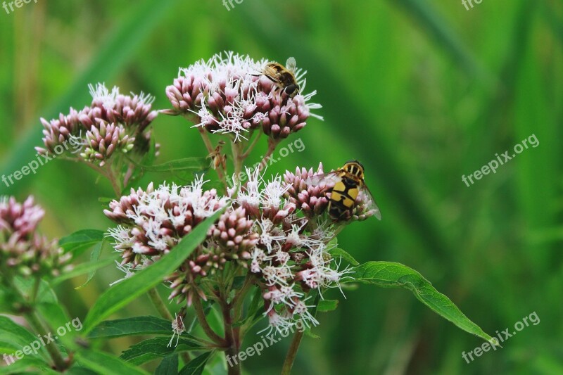 Mist Bee Mud Bee Translucent Bees Keilfleckschwebfliege Hoverfly