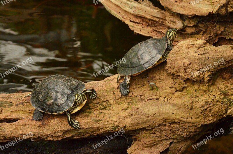 Turtle Branch Water Aquatic Animal Free Photos