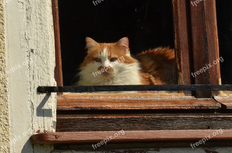 Cat Pet Sun Are Window