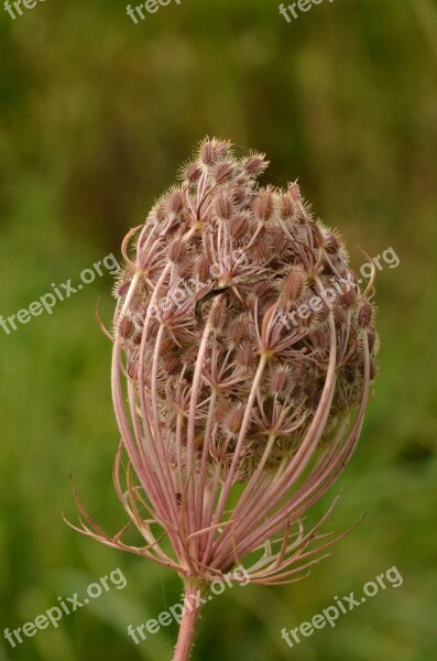 Plant Button Nature Brown Autumn