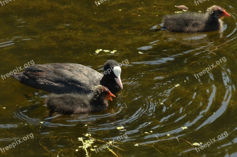 Coot Bird Waterfowl Young Feed