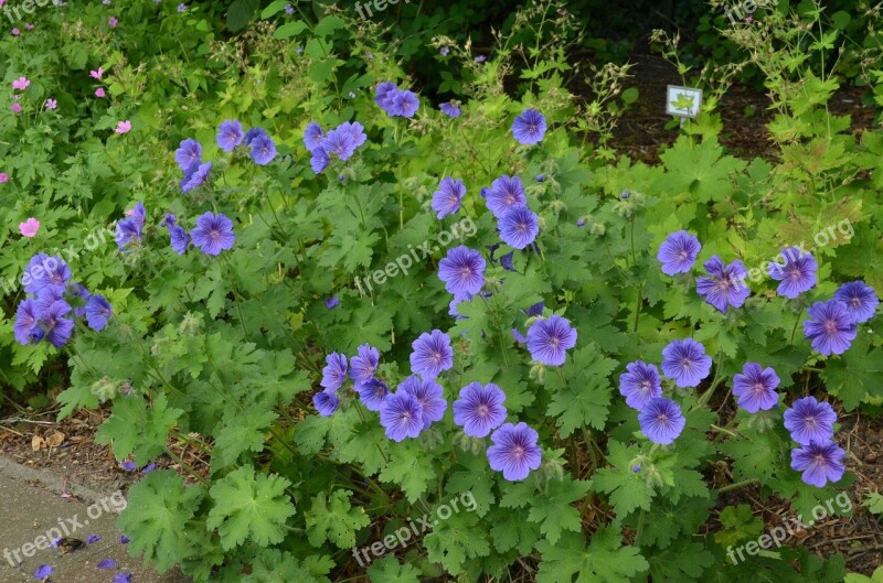 Garden Perk Flower Geranium Flora