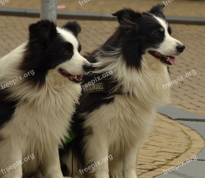 Dog Border-collie Pet Collie White