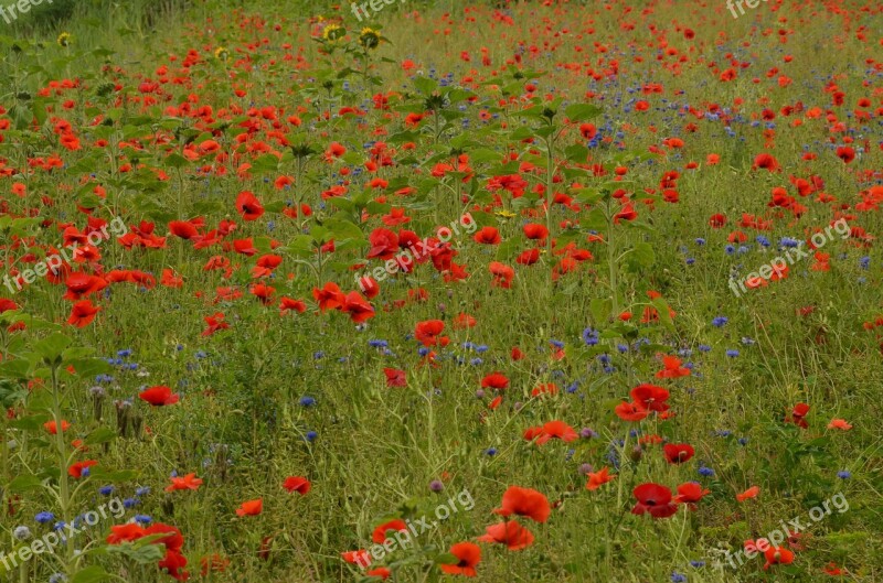 Poppy Field Field Flowers Flora Nature