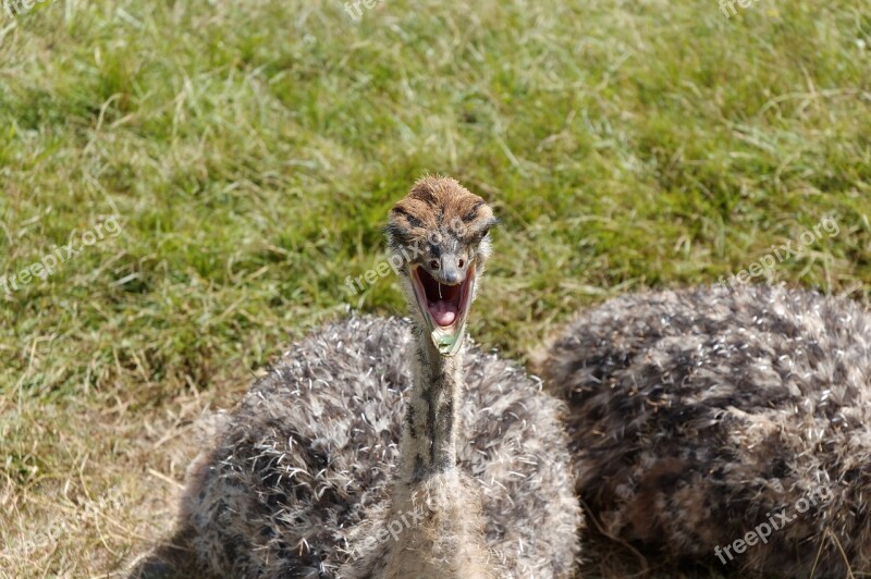 Ostrich Animal Baby Nature Zoo