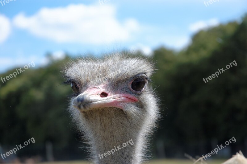 Ostrich Animal Zoo Head Free Photos