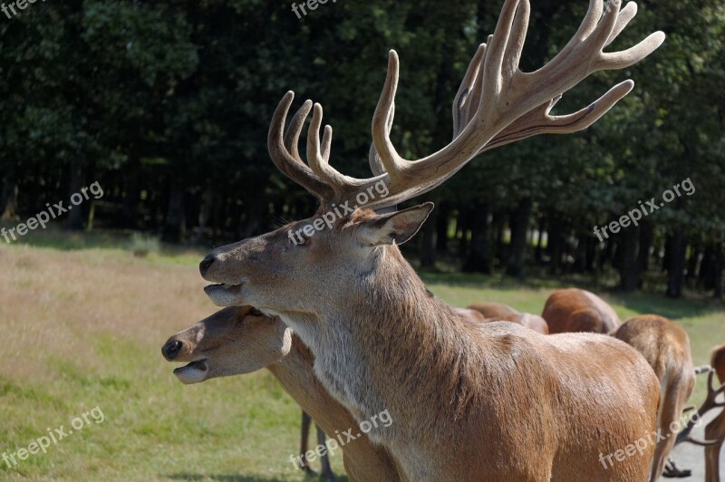 Deer Head Zoo Animal Portrait