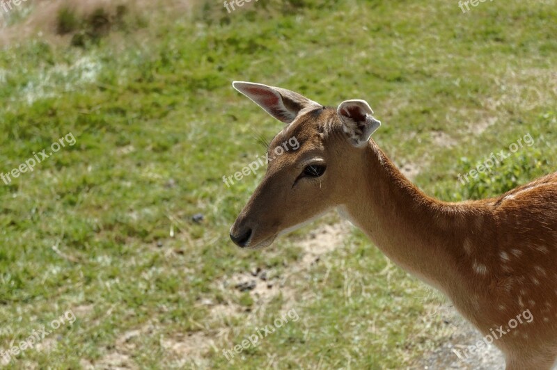 Suede Animal Zoo Head Free Photos