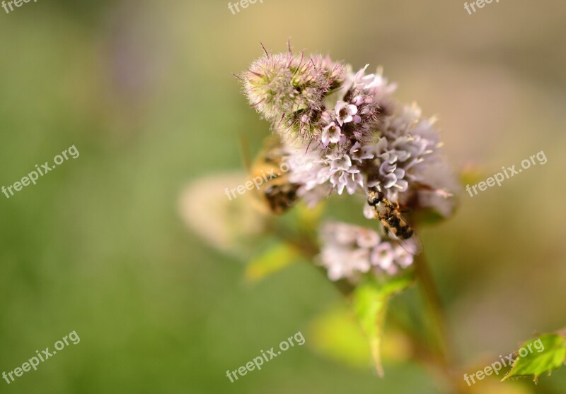 Peppermint Peppermint Bloom Mentha Piperita Mint Inflorescence