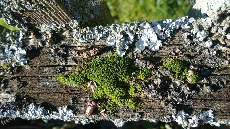 Moss Macro Nature Overgrown Bemoost