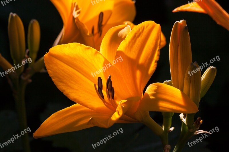 Daylily Hemerocallis Day Lily Flower Flower Plant